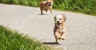 Clínicas veterinarias que ofrecen atención especializada para la salud animal