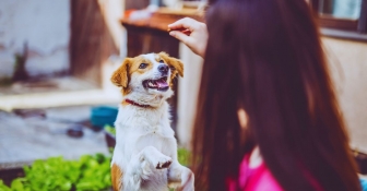 La importancia de una alimentación balanceada en los perros